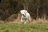 DOGUE ARGENTIN 132